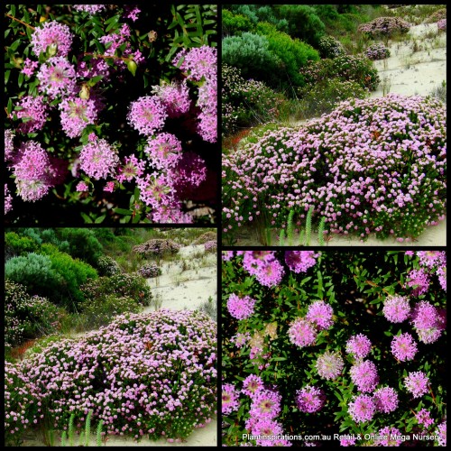 Dwarf Pimelea ferruginea Bonnie Petite 1 Plants Pink Flowering Native